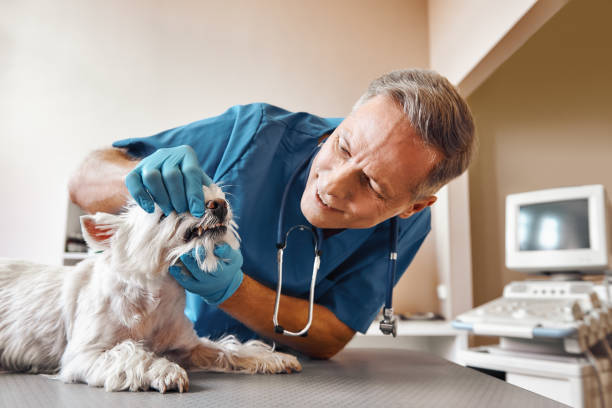 Best Emergency Root Canal Treatment in Drexel Heights, AZ